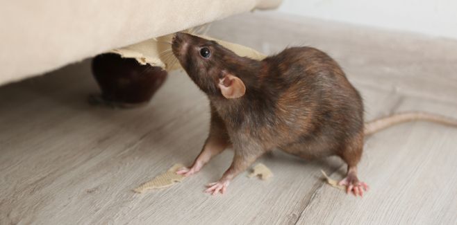 Rodent Controller