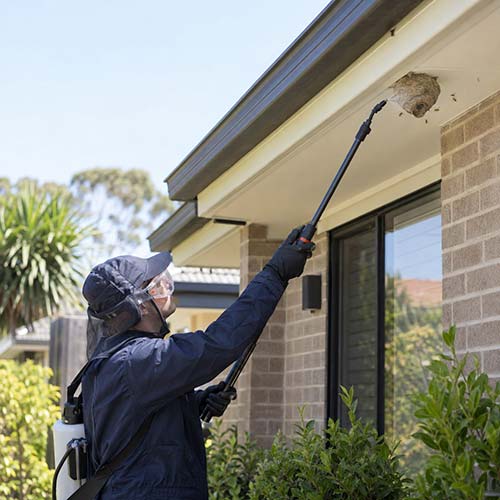 Wasp Removal