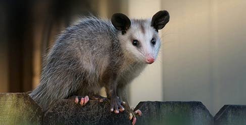 Possum Removal Services