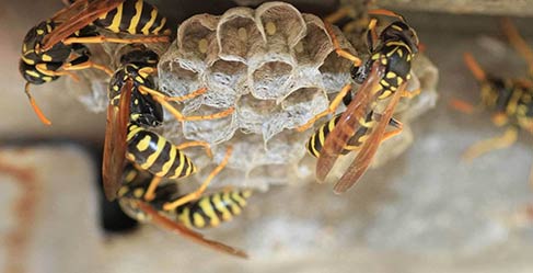 Wasp Removal Services