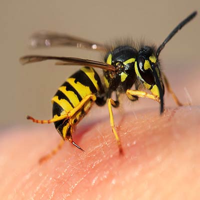 Wasp Removal