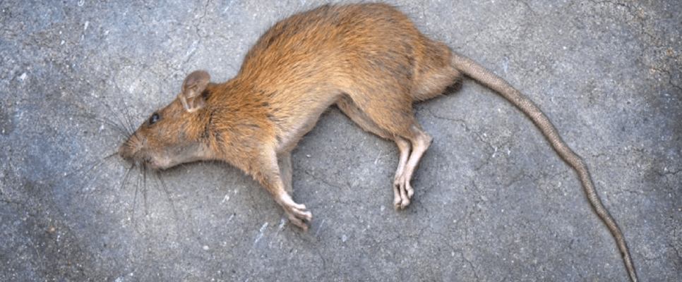 Dead Wild Animal Removal Adelaide