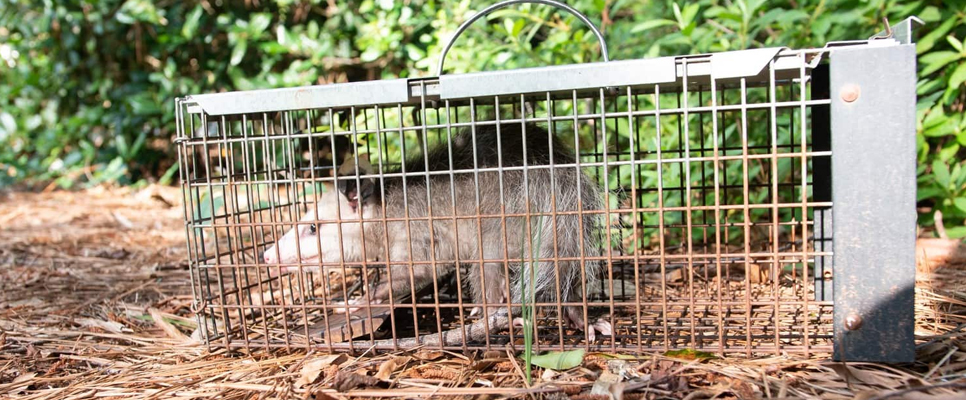 Possum Removal Sydney