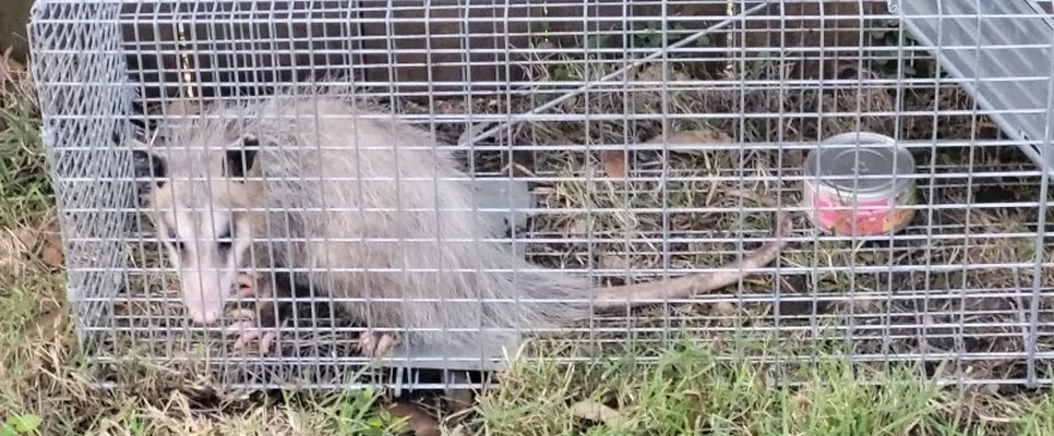 Possum Removal Canberra