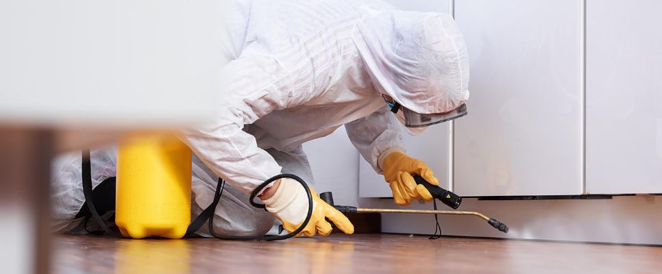 Pest Control Gold Coast