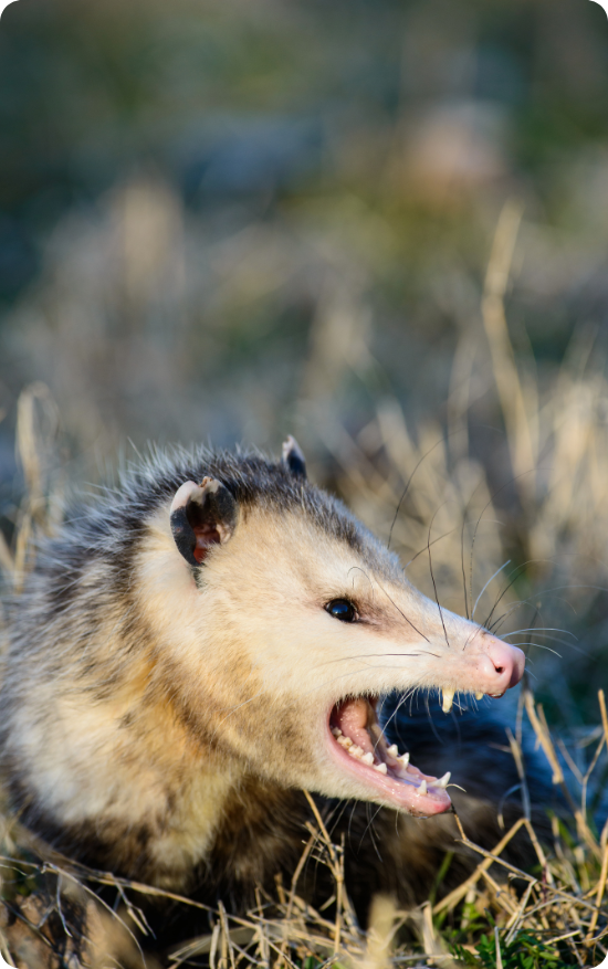 Possum Removal Important