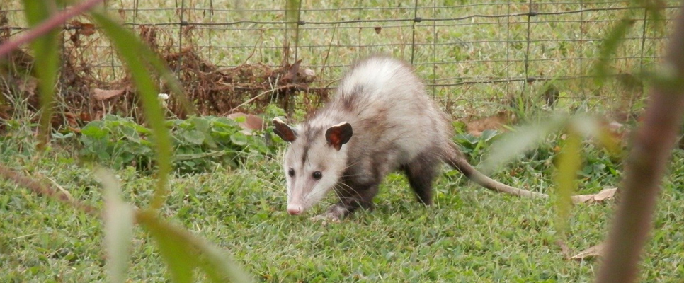 Possum Removal Melbourne