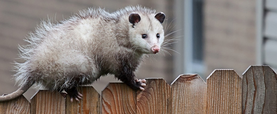 Possum Removal Adelaide