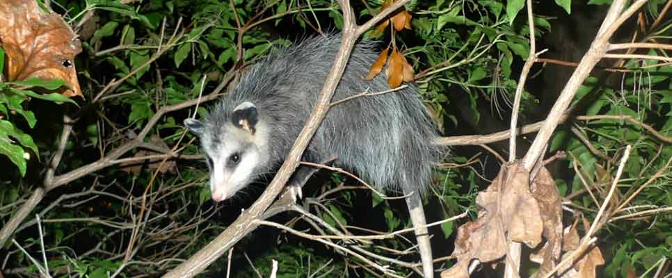 Possum Removal Perth