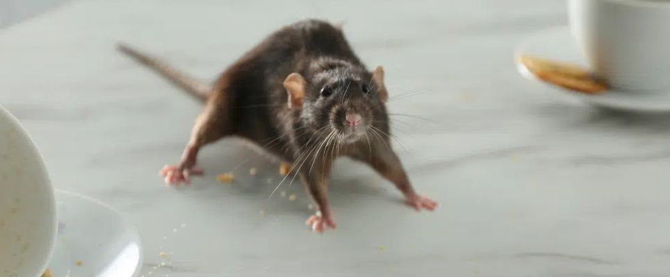 Rodent Control Melbourne