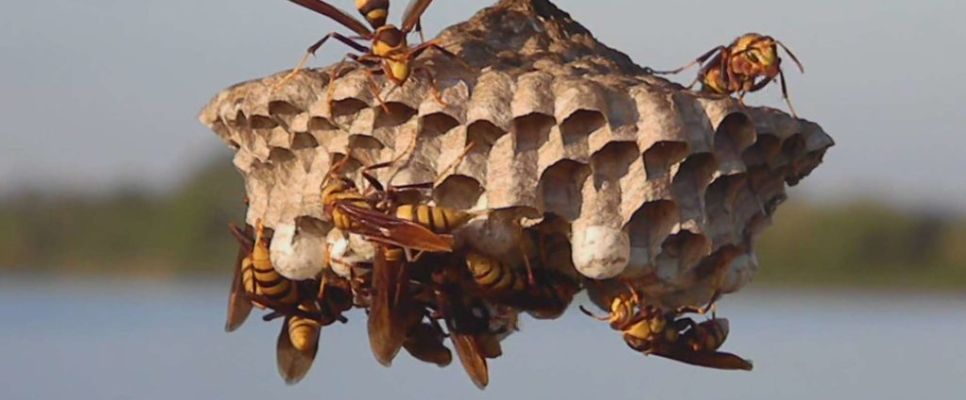 Wasp Control Brisbane