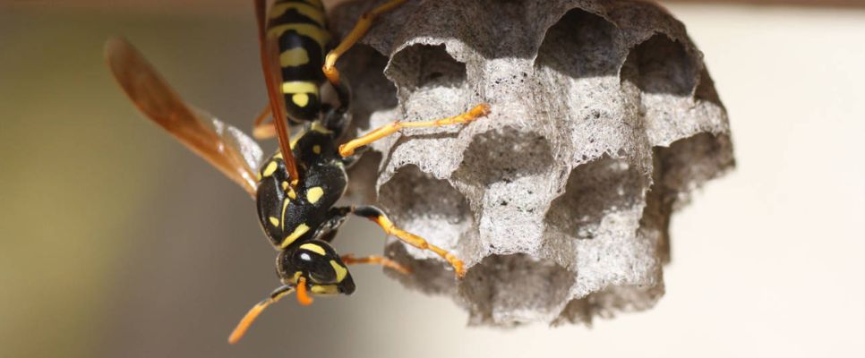 Wasp Pest Control Melbourne