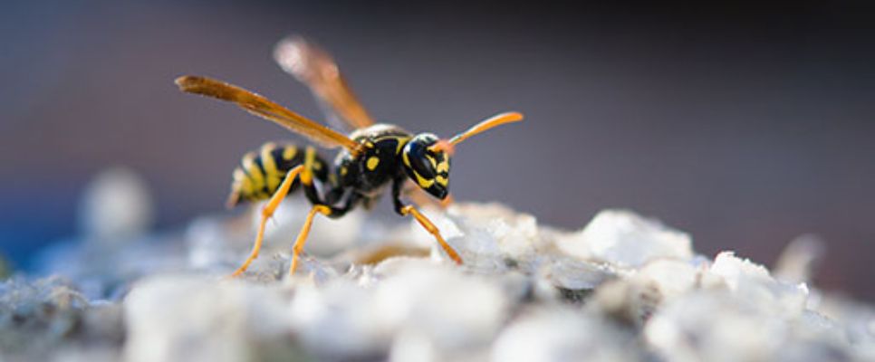 Wasp Removal Perth