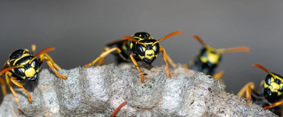 Wasp Pest Control Sunshine Coast