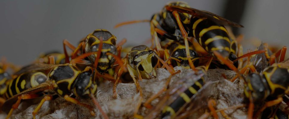 Wasp Control Sydney