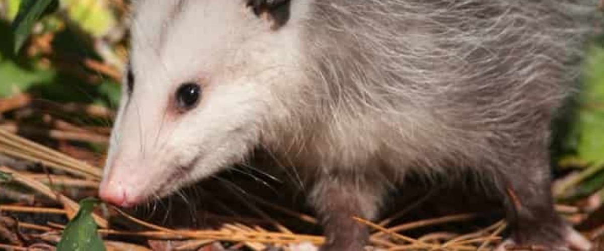 Proven Possum Removal Process